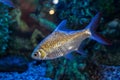 Ornamental aquarium fish. Royalty Free Stock Photo